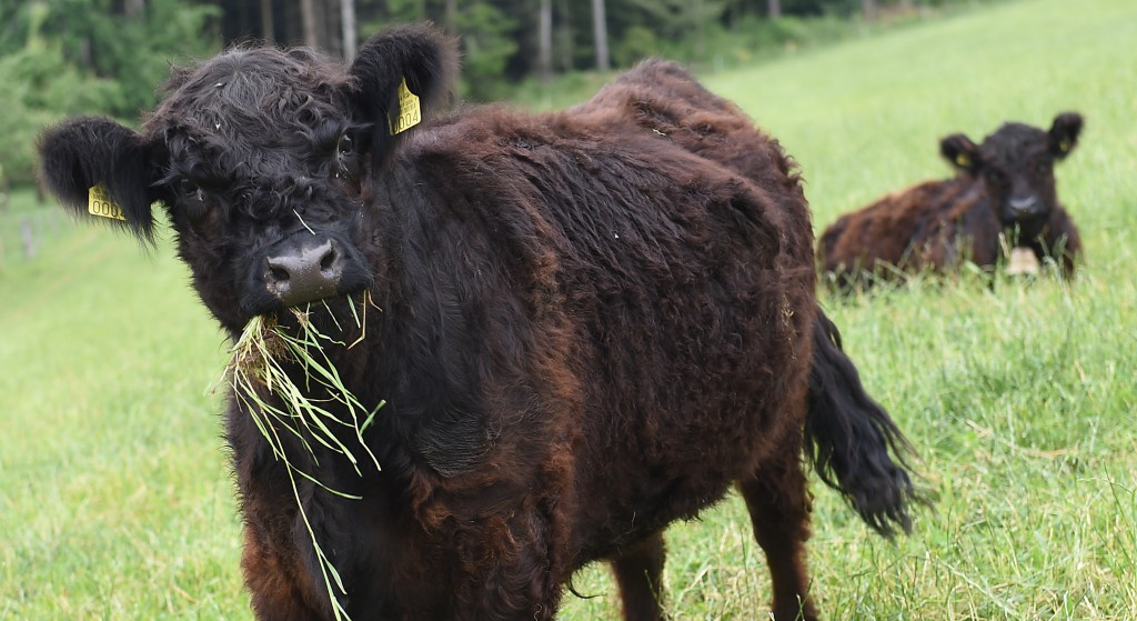 Galloway-Rinder: Ochse Cäsar. © Andreas Blatter
